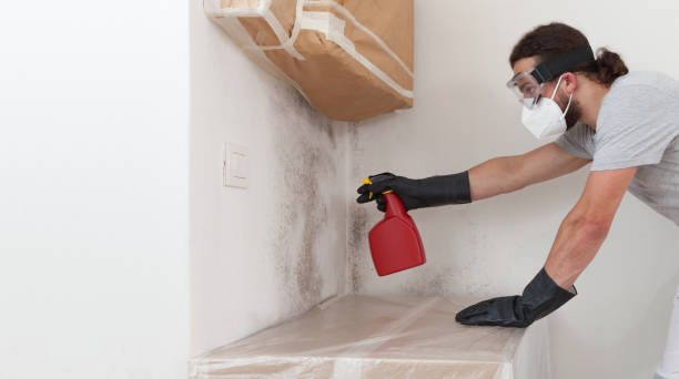 Professional Black Mold Removal technician working in Avenue, MD
