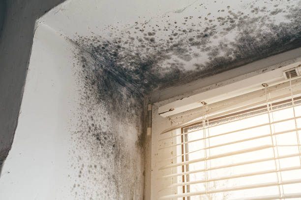 Affordable Black Mold Removal solutions in Avenue, MD